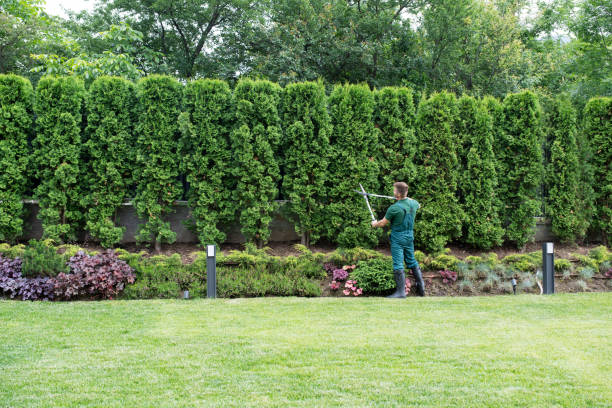 Trusted Waynesville, MO Tree Service Experts